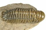 Detailed Crotalocephalina Trilobite - Atchana, Morocco #359523-1